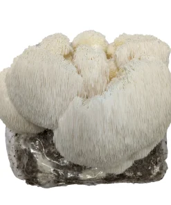 Buy Lion's Mane Mushroom Grow Kit