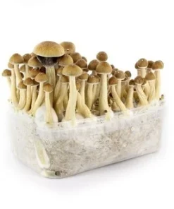 Buy Supa Grow Kits 98.99% McKennaii - Bend