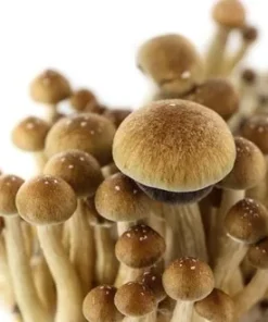 Supa Grow Kits 98.99% McKennaii