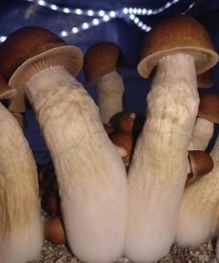 Penis Envy magic mushroom kit