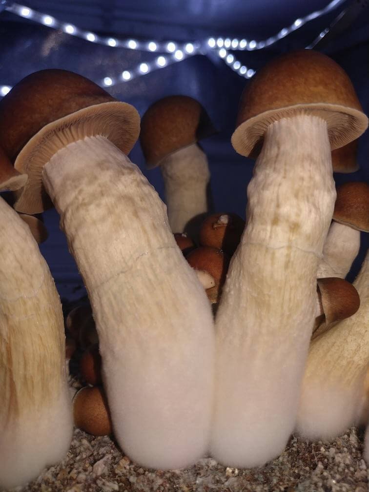 Penis Envy magic mushroom kit Penis Envy magic mushroom kit