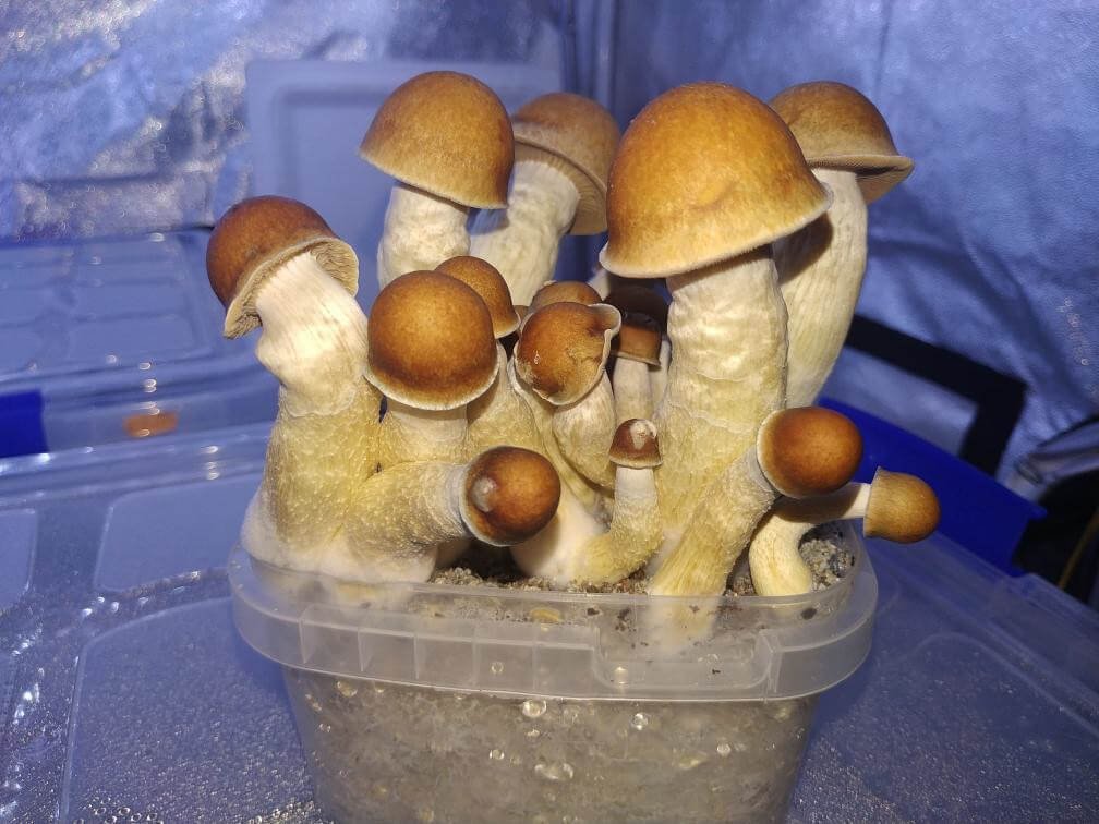 Penis Envy magic mushroom kit Penis Envy magic mushroom kit