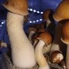 Buy Penis Envy magic mushroom kit