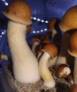Buy Penis Envy magic mushroom kit
