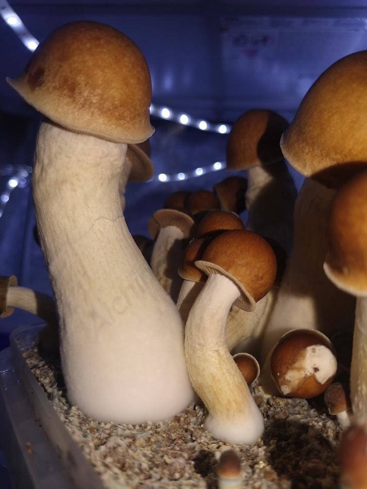 Buy Penis Envy magic mushroom kit Buy Penis Envy magic mushroom kit