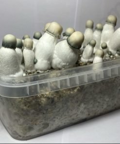 Yeti magic mushroom kit
