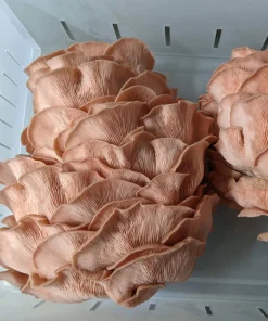 Buy Fruit Pink Oyster Mushroom Grow Kit