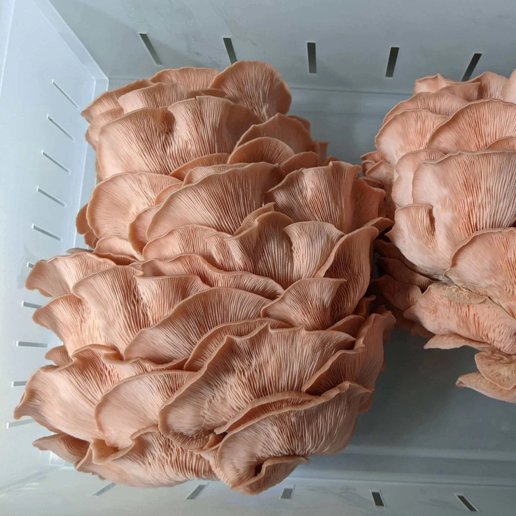 Buy Fruit Pink Oyster Mushroom Grow Kit Buy Fruit Pink Oyster Mushroom Grow Kit
