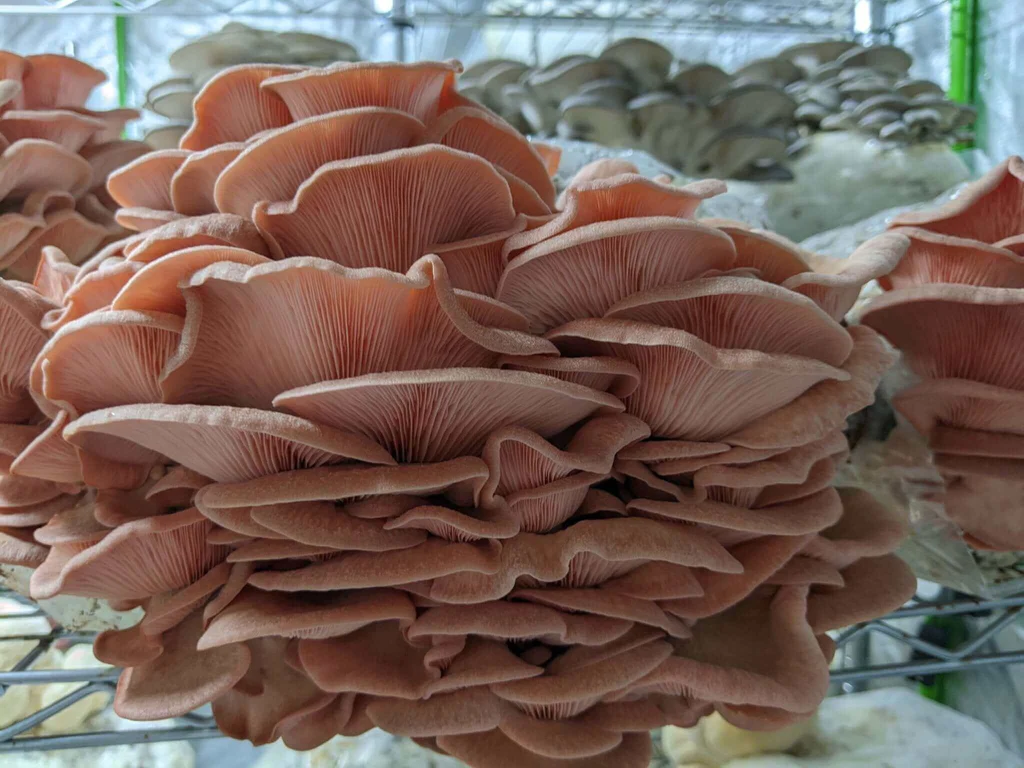 pink-oyster-mushroom-grow-kit-252798_1024x1024 Pink Oyster Mushroom Grow Kit