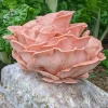 Buy Pink Oyster Mushroom Grow Kit