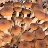 Buy Piopinno Mega Mushroom Complete Indoor Grow Kit