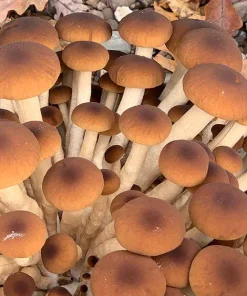 Buy Piopinno Mega Mushroom Complete Indoor Grow Kit