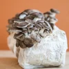 Buy COSMIC QUEEN OYSTER MUSHROOM GROW KIT