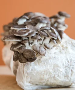 Buy COSMIC QUEEN OYSTER MUSHROOM GROW KIT