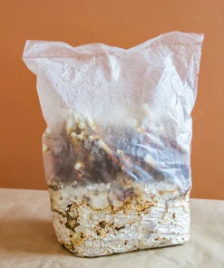 REISHI ANTLER GROW KIT