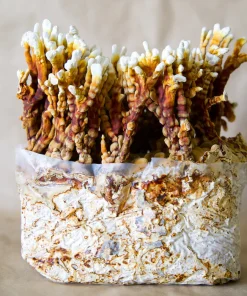 Buy REISHI ANTLER GROW KIT