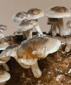 Buy SHIITAKE MUSHROOM GROW KIT
