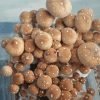 Buy Alacabenzi magic mushroom kit