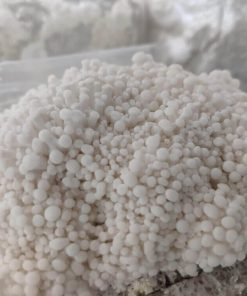 Winter White Oyster Mushroom