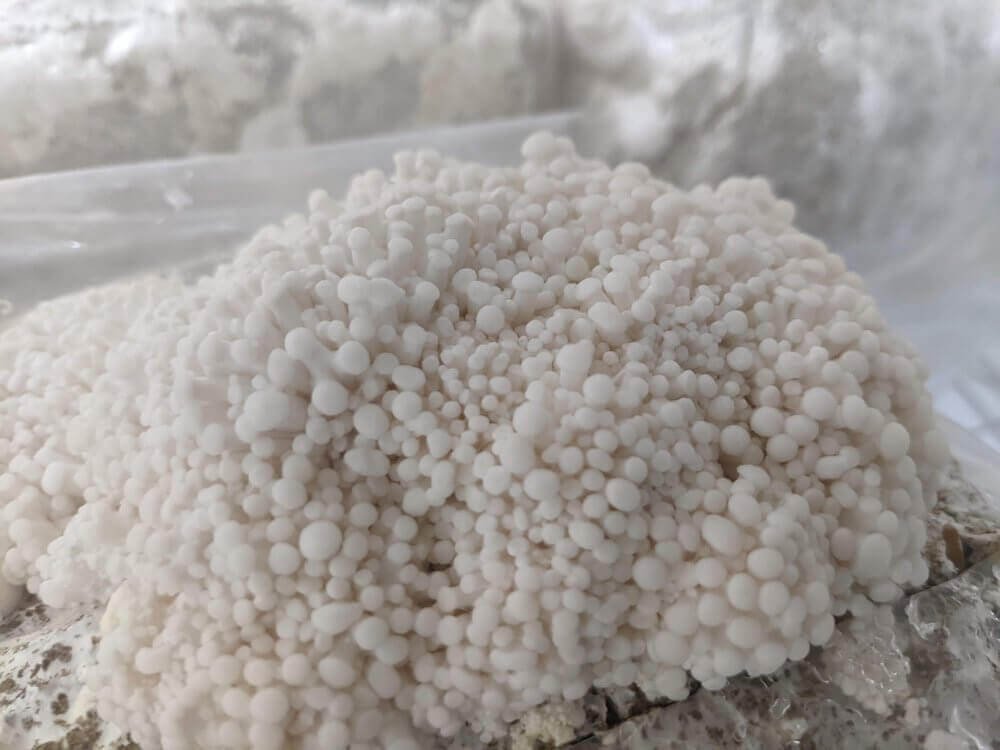 winter-white-oyster-mushroom-grow-kit-408932_1024x1024 Winter White Oyster Mushroom