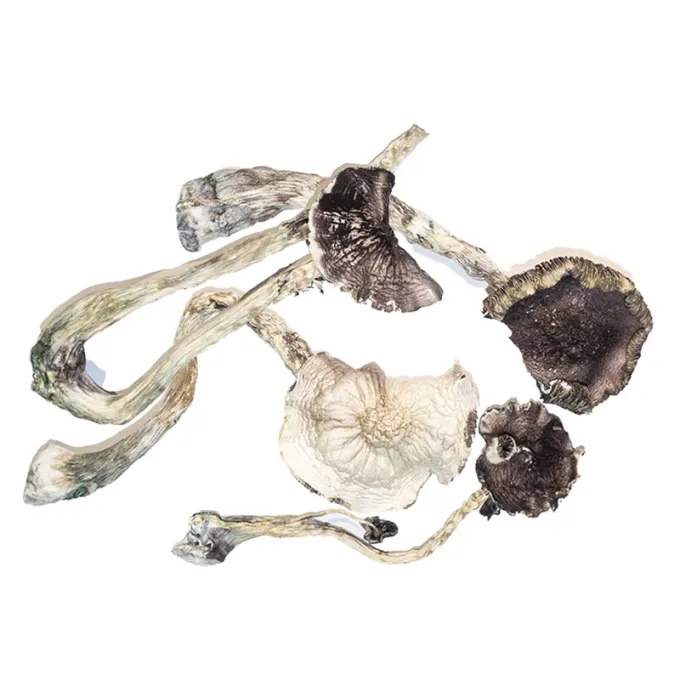 Buy Albino Psilocybe Cubensis A+ online Buy Albino Psilocybe Cubensis A+ online