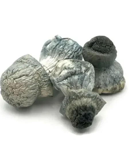 Buy Albino Penis Envy mushroom