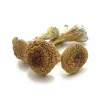 Buy Thai Pink Buffalo mushroom In Bend Oregon
