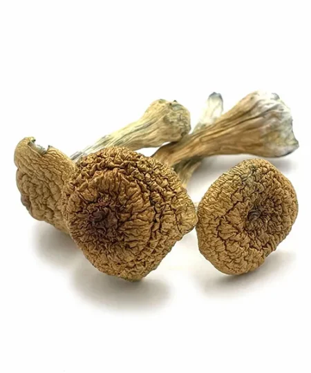 Buy Thai Pink Buffalo mushroom In Bend Oregon
