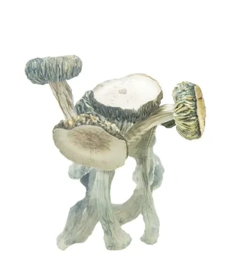 Buy White Rabbit Mushroom online
