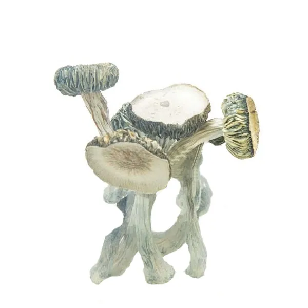Buy White Rabbit Mushroom online Buy White Rabbit Mushroom online