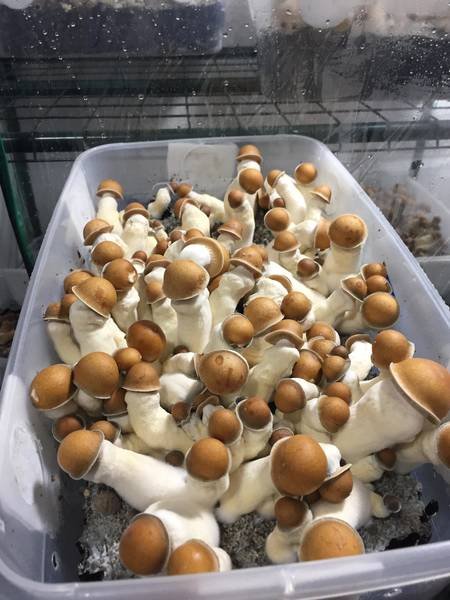 Buy Mushroom Spores In Oregon, Bend