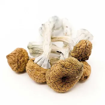 Buy Dry Mushroom In Bend, Oregon